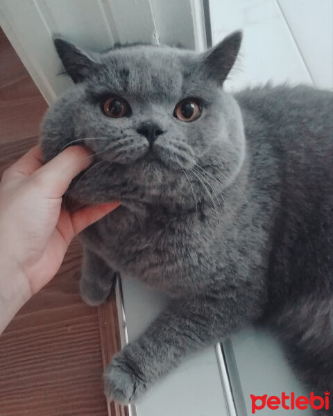 British Shorthair, Kedi  Felix fotoğrafı