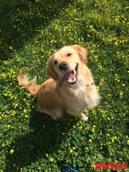 Golden Retriever, Köpek  Venüs fotoğrafı