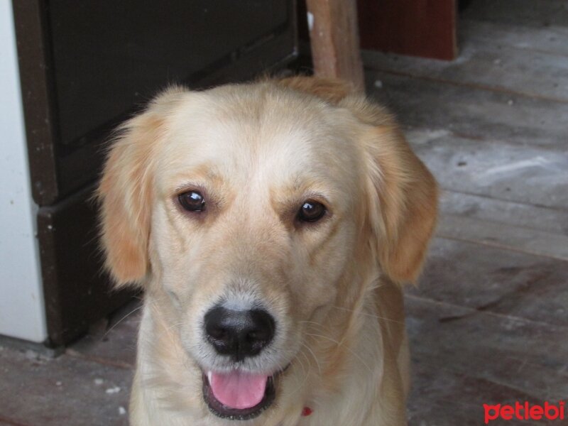 Golden Retriever, Köpek  Venüs fotoğrafı