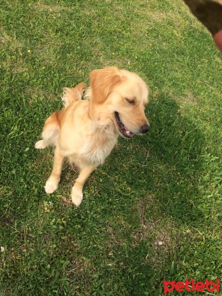 Golden Retriever, Köpek  Venüs fotoğrafı