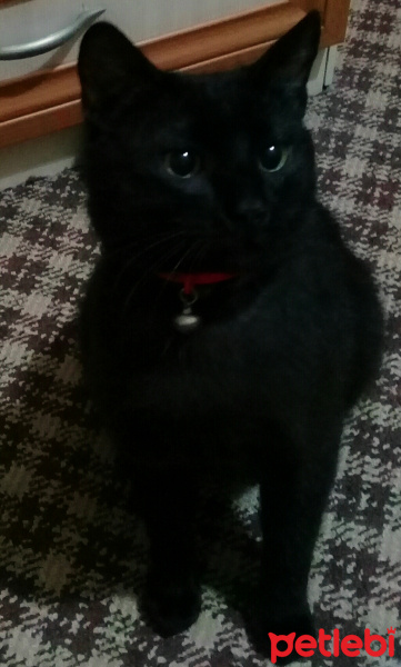 Bombay, Kedi  Loki fotoğrafı