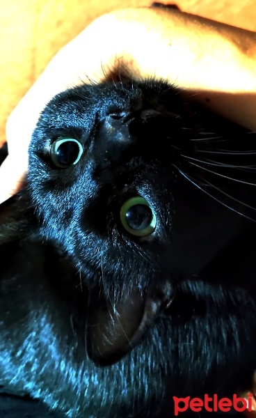 Bombay, Kedi  Loki fotoğrafı