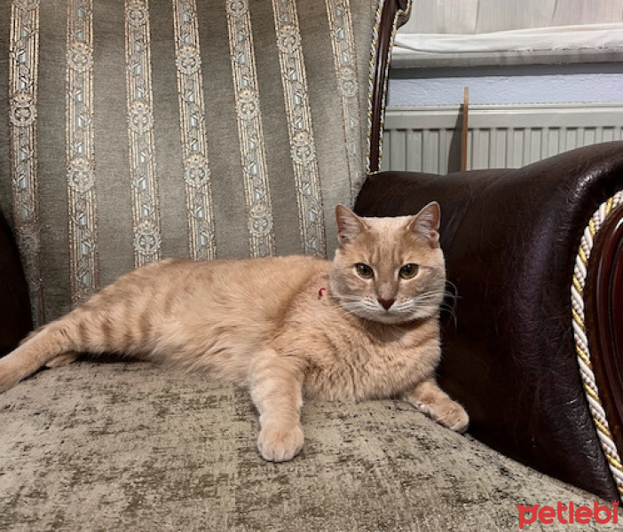 Norwegian Forest, Kedi  İrmik fotoğrafı