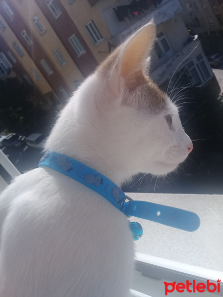 Tekir Kedi, Kedi  Mırmır fotoğrafı