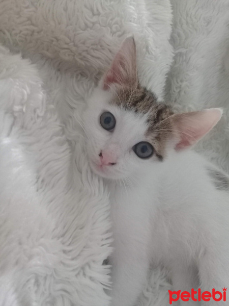 Tekir Kedi, Kedi  Mırmır fotoğrafı