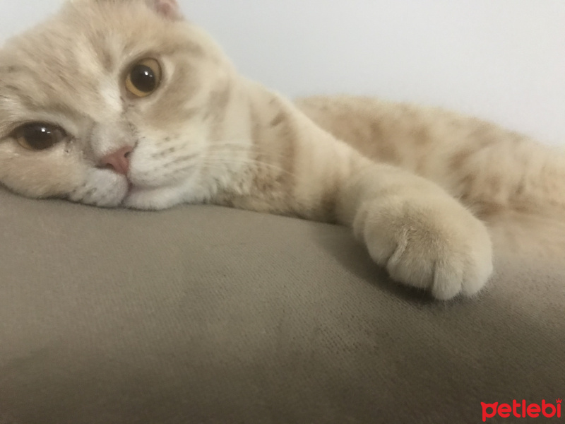 British Shorthair, Kedi  Leo fotoğrafı