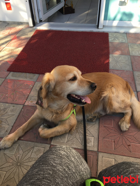 Golden Retriever, Köpek  Toroman fotoğrafı