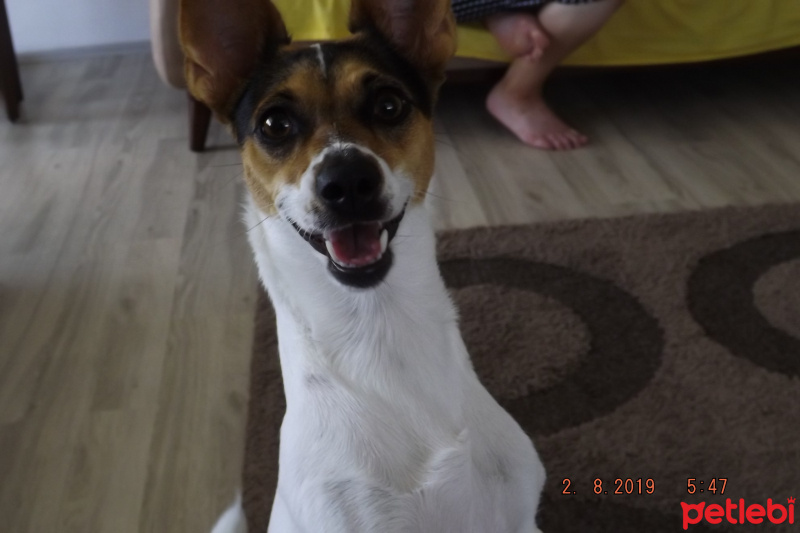 Jack Russell Terrier, Köpek  Cookie fotoğrafı