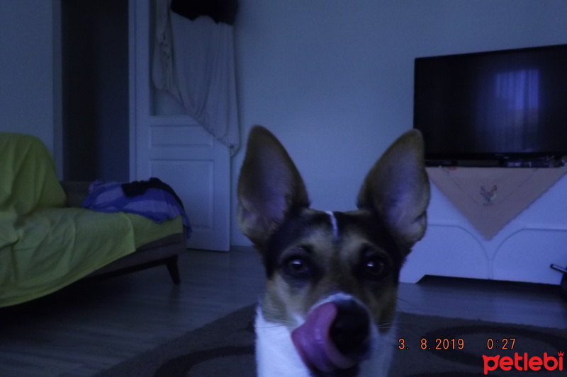 Jack Russell Terrier, Köpek  Cookie fotoğrafı
