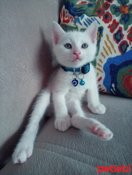 Van Kedisi, Kedi  BONCUK fotoğrafı