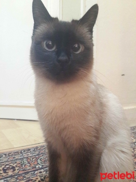 Siyam Kedisi, Kedi  Marla fotoğrafı