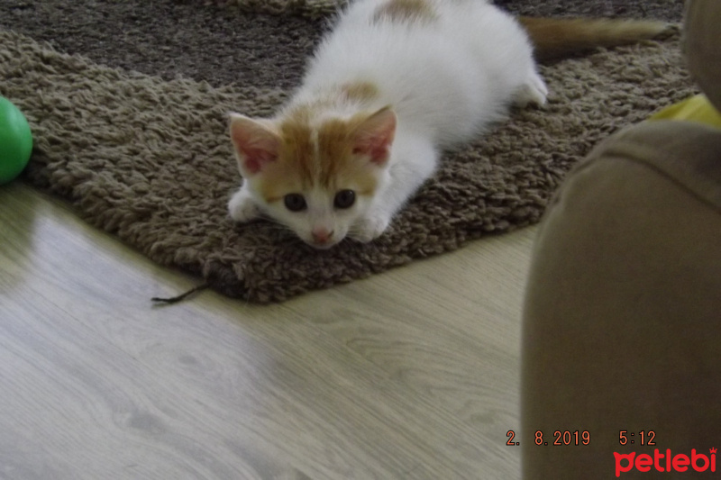 Tekir Kedi, Kedi  Norris fotoğrafı
