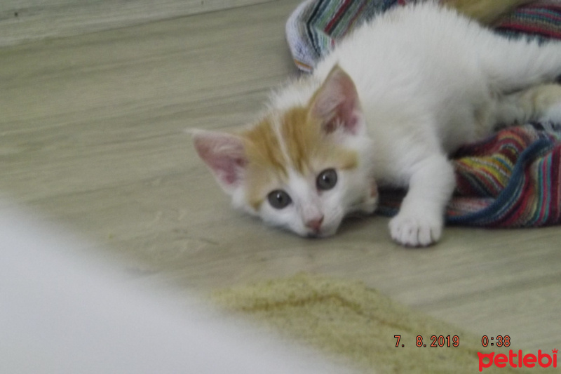Tekir Kedi, Kedi  Norris fotoğrafı
