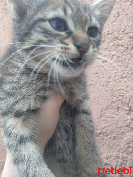 Bengal, Kedi  dudu fotoğrafı