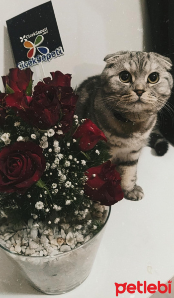 Scottish Fold, Kedi  Hera fotoğrafı