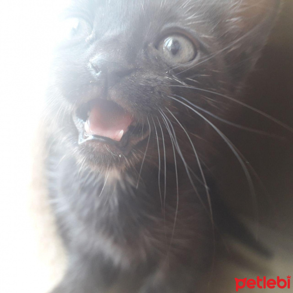 Tuxedo (Smokin) Kedi, Kedi  Kuduruk Kuyruk fotoğrafı