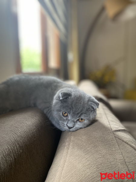 Scottish Fold, Kedi  Muzo fotoğrafı