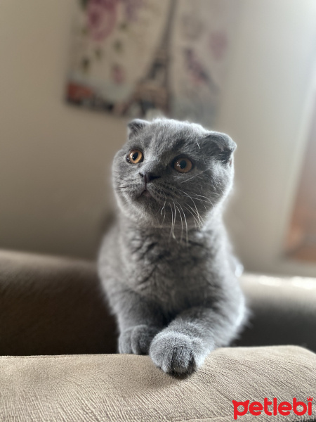 Scottish Fold, Kedi  Muzo fotoğrafı