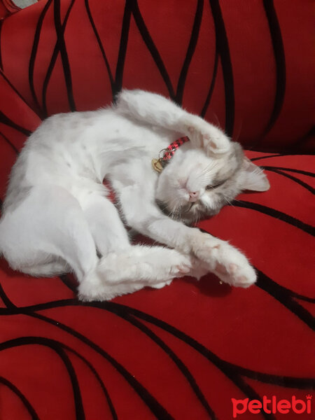 British Shorthair, Kedi  Luna fotoğrafı