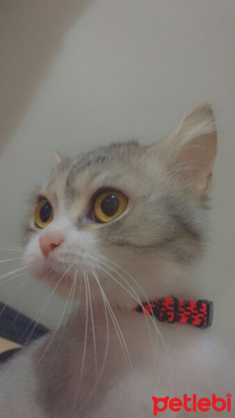 British Shorthair, Kedi  Luna fotoğrafı