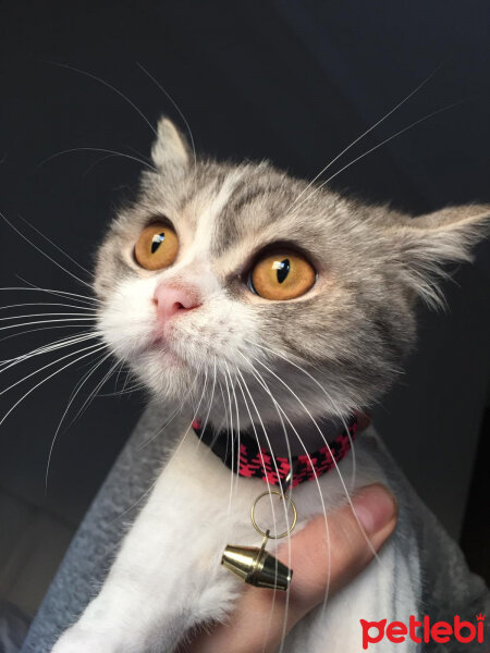 British Shorthair, Kedi  Luna fotoğrafı