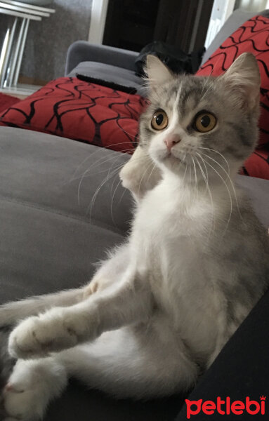 British Shorthair, Kedi  Luna fotoğrafı