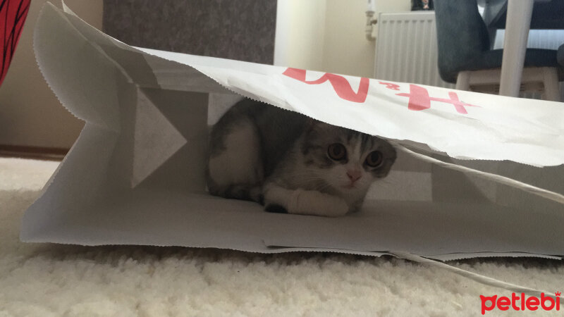 British Shorthair, Kedi  Luna fotoğrafı