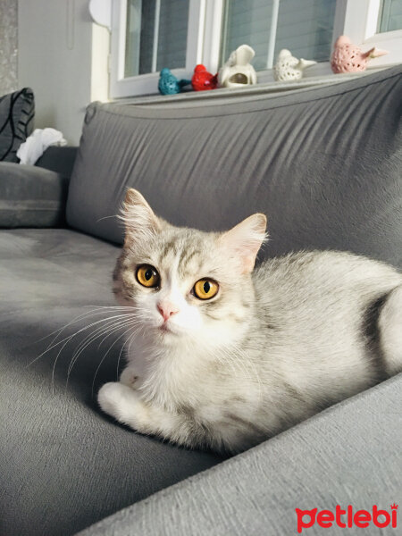 British Shorthair, Kedi  Luna fotoğrafı