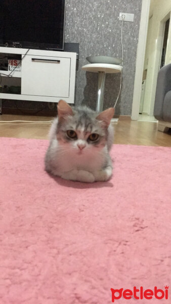 British Shorthair, Kedi  Luna fotoğrafı