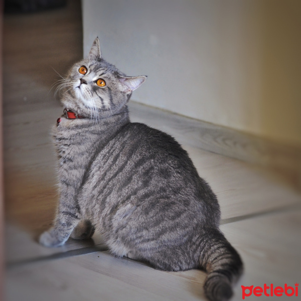 British Shorthair, Kedi  Paşa fotoğrafı