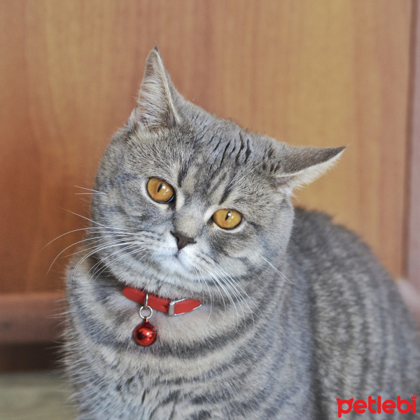 British Shorthair, Kedi  Paşa fotoğrafı