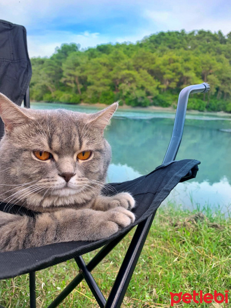 British Shorthair, Kedi  Paşa fotoğrafı