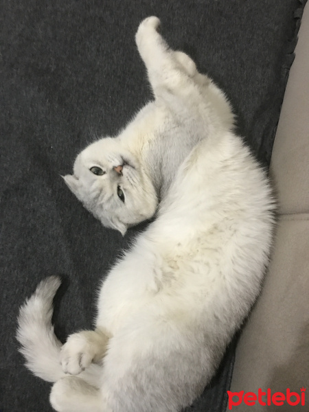 Scottish Fold, Kedi  Berlin fotoğrafı