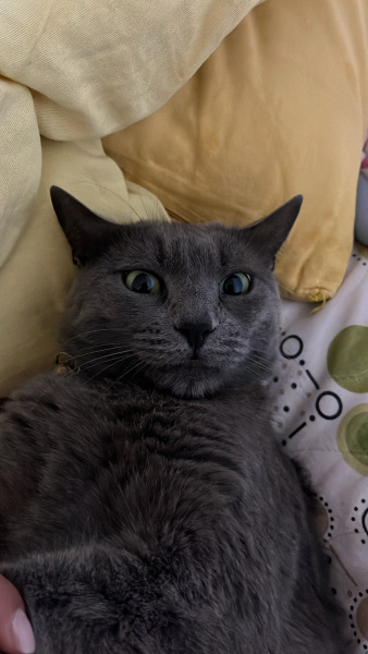 Mavi Rus, Kedi  Misket fotoğrafı