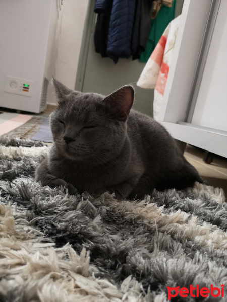 British Shorthair, Kedi  Mişa fotoğrafı