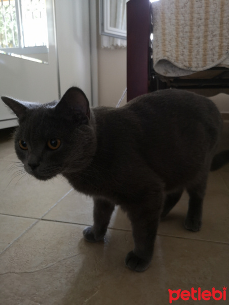 British Shorthair, Kedi  Mişa fotoğrafı