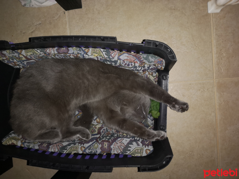 British Shorthair, Kedi  Mişa fotoğrafı