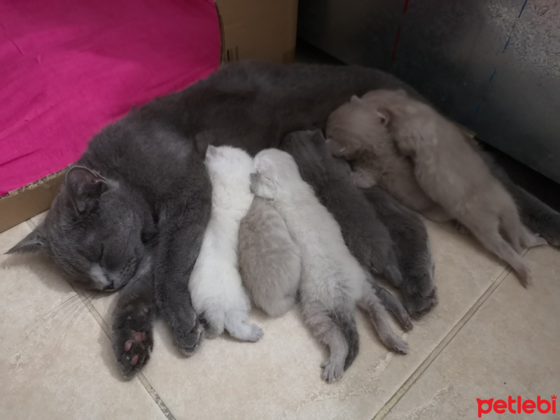 British Shorthair, Kedi  Mişa fotoğrafı