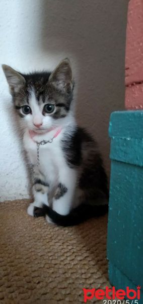 Tekir Kedi, Kedi  İrmik fotoğrafı