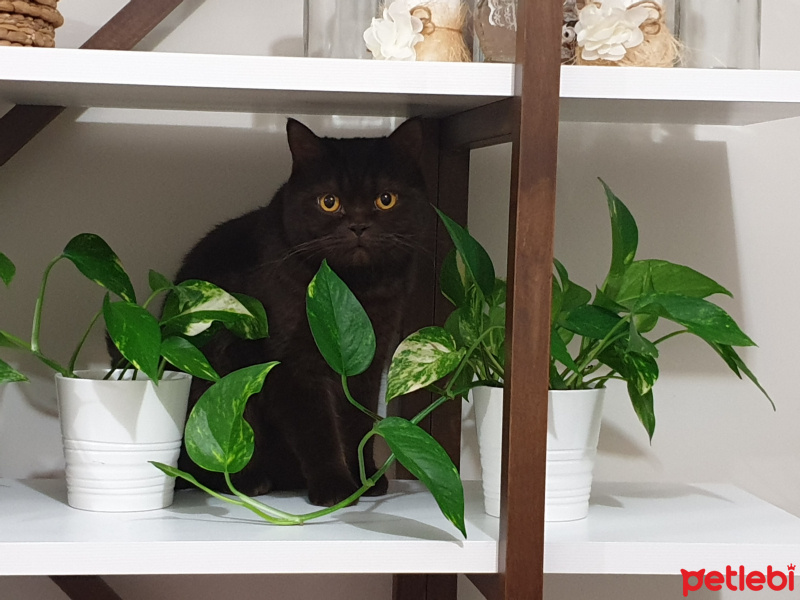 British Shorthair, Kedi  Kaymak fotoğrafı