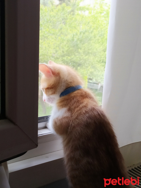 Sarman, Kedi  Rıfkı çiko fotoğrafı