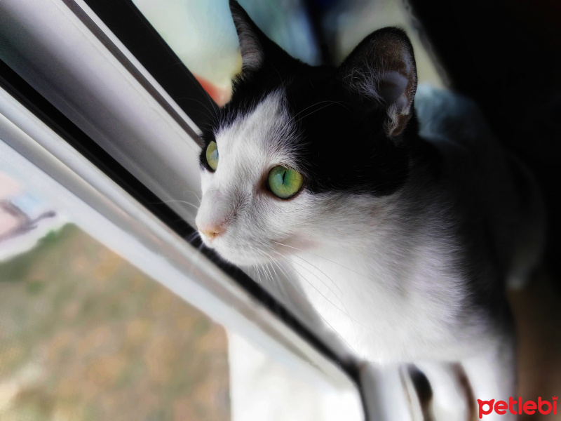 Tekir Kedi, Kedi  kara fotoğrafı