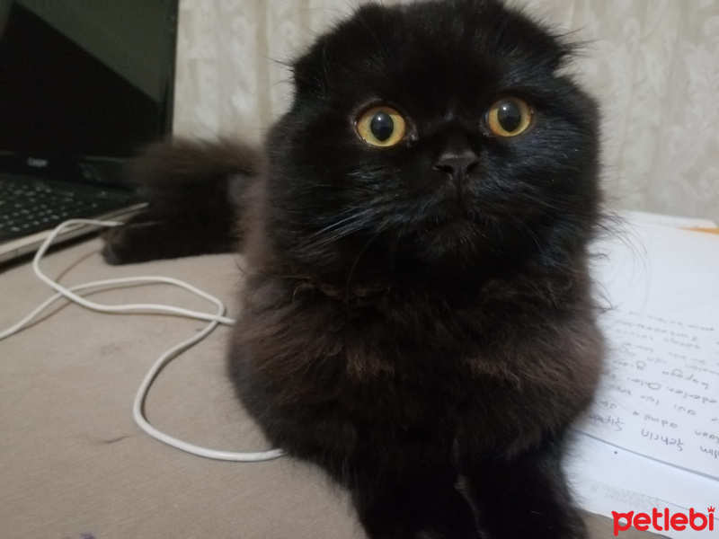 Scottish Fold, Kedi  Böcü fotoğrafı