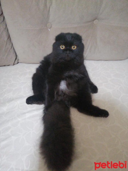 Scottish Fold, Kedi  Böcü fotoğrafı