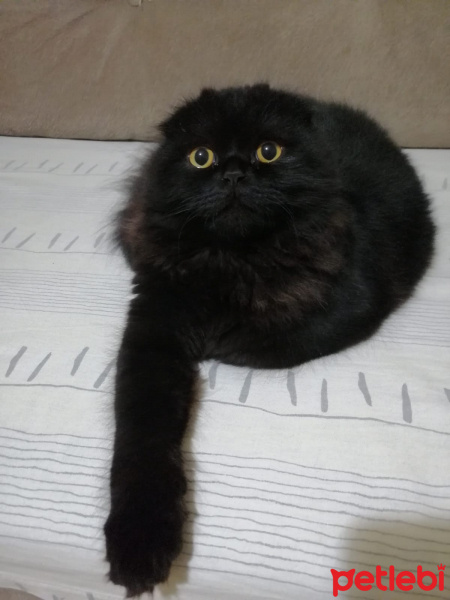 Scottish Fold, Kedi  Böcü fotoğrafı