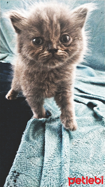 British Shorthair, Kedi  Lodos fotoğrafı