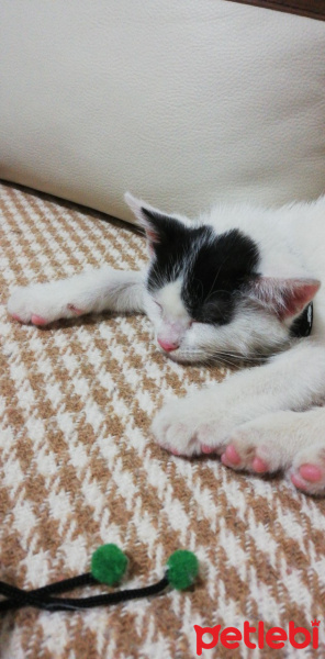 Tekir Kedi, Kedi  Pirinç fotoğrafı