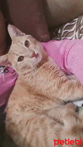 Sarman, Kedi  Tarçın fotoğrafı