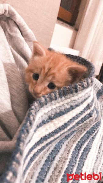 Tekir Kedi, Kedi  Tarçın fotoğrafı