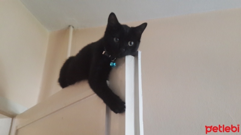 Bombay, Kedi  Uslu (Küçük) fotoğrafı